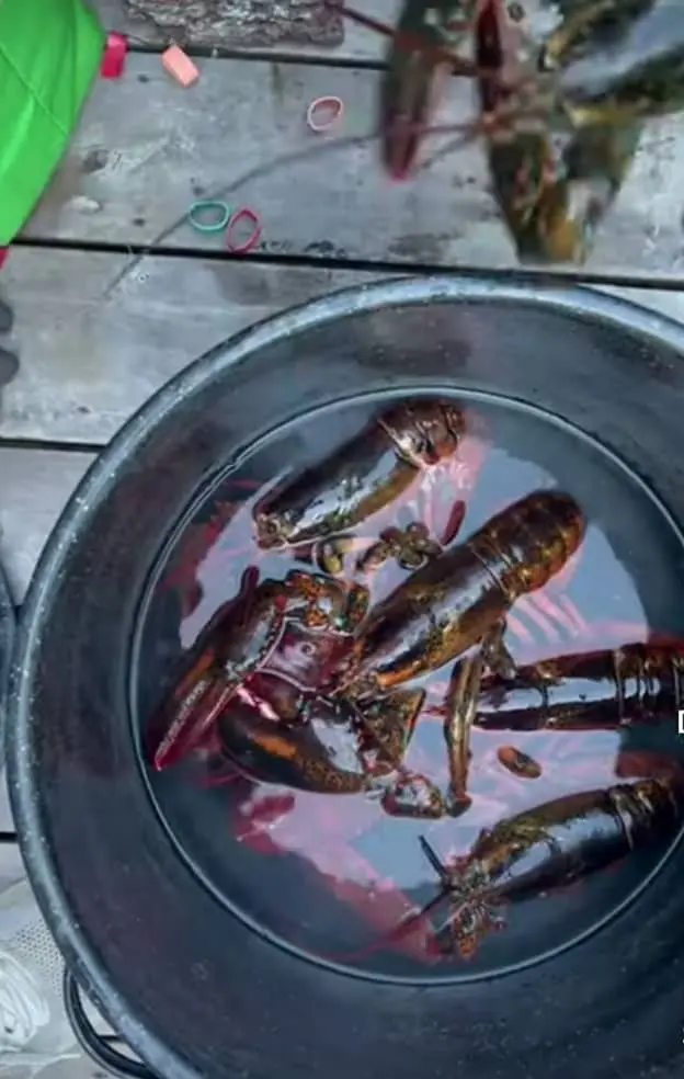 Boiling of lobster meat