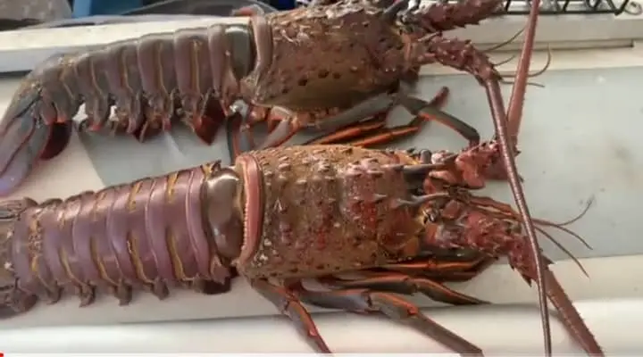 Reef Lobsters