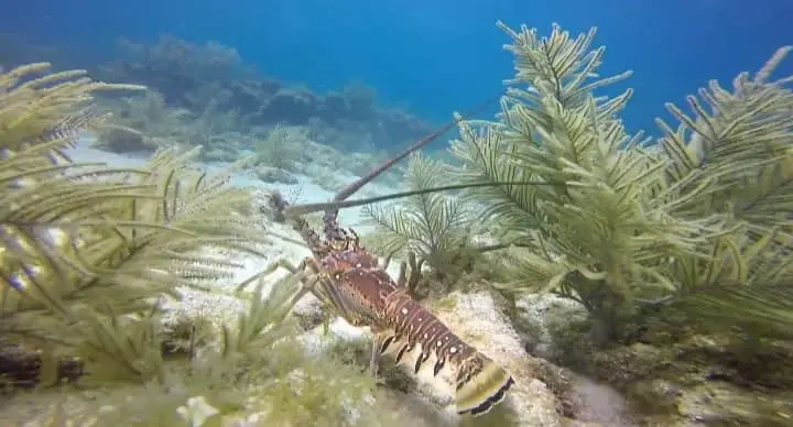 Caribbean Spiny Lobster 