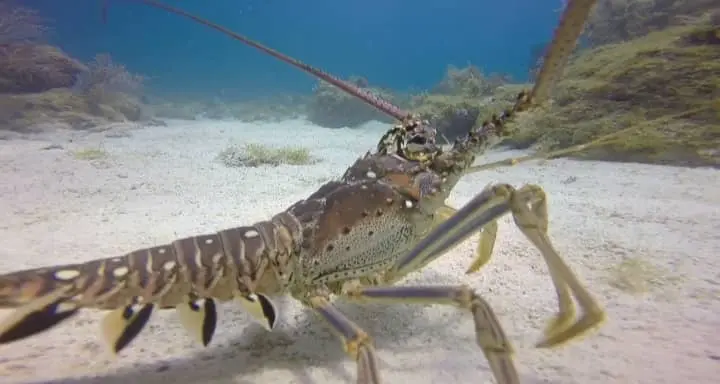 Caribbean Spiny Lobster 