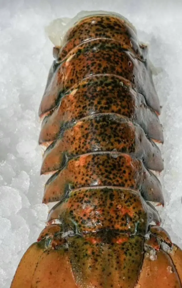 Cold-water lobsters
