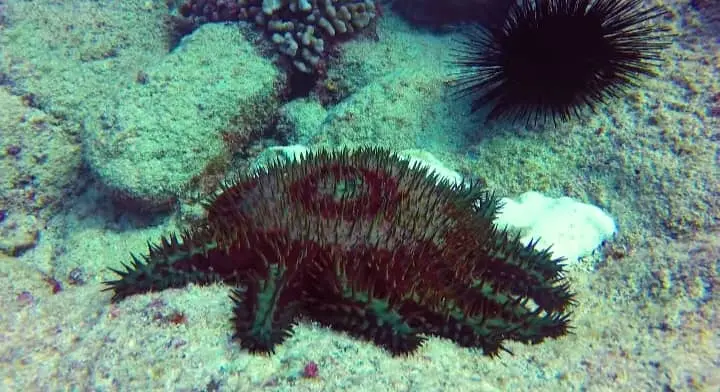 crown of thorns sea star