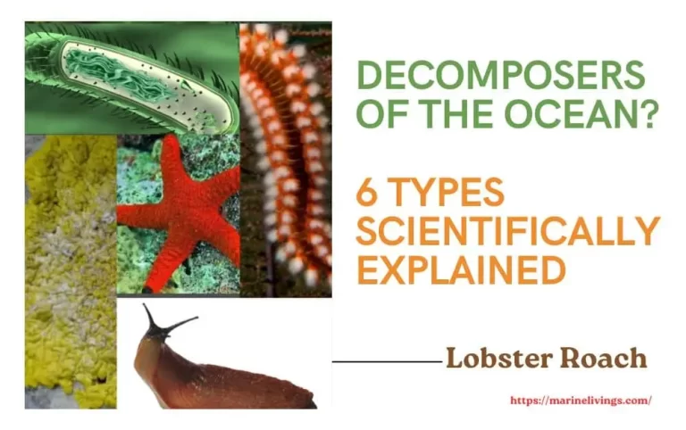 Decomposers of the Ocean