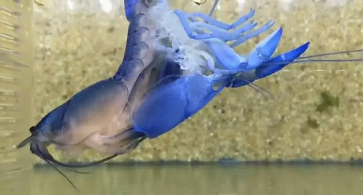 How Do Lobsters Shed Their Shell