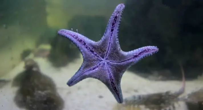 How Starfish Breathing Occurs?