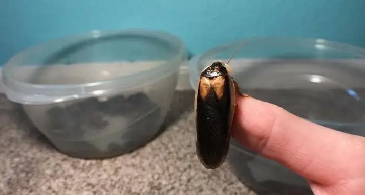 How To Differentiate Between Male and Female Roach (Sex)