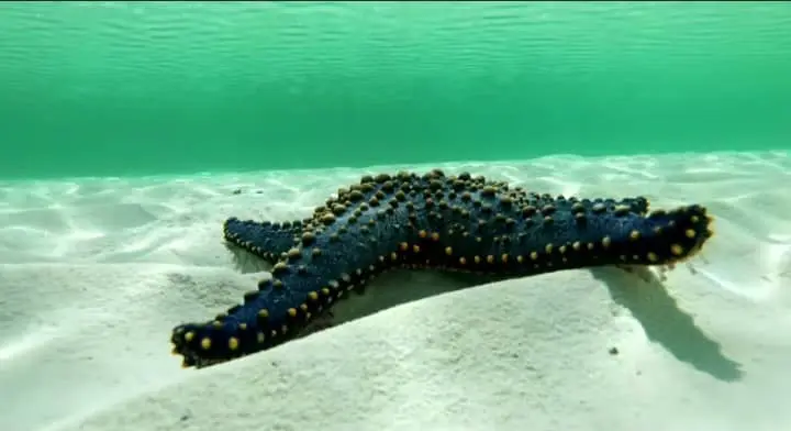 Sea Stars Breathe Underwater?