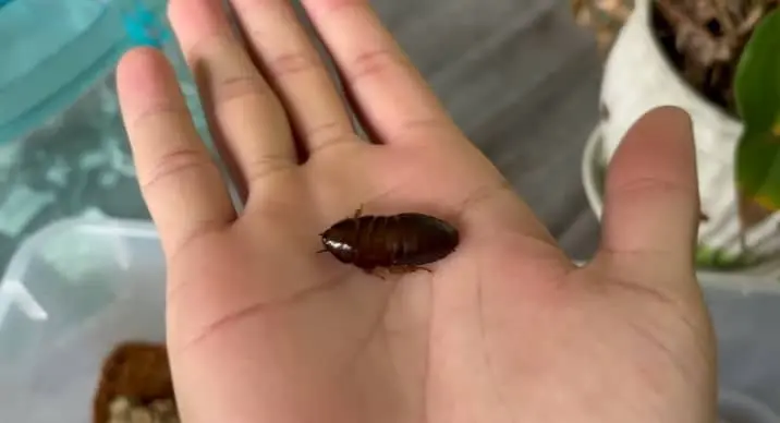 Lobster Cockroaches