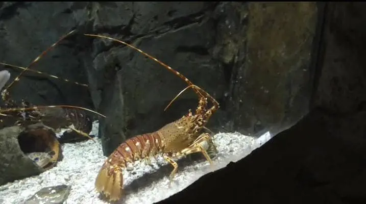 Mediterranean Lobster