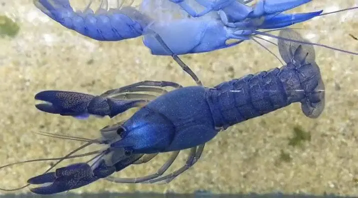 Lobster Molting
