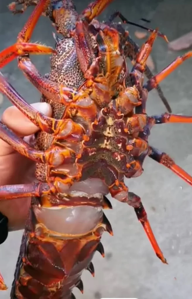 New Zealand Rock Lobster