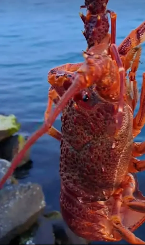 pacific lobsters