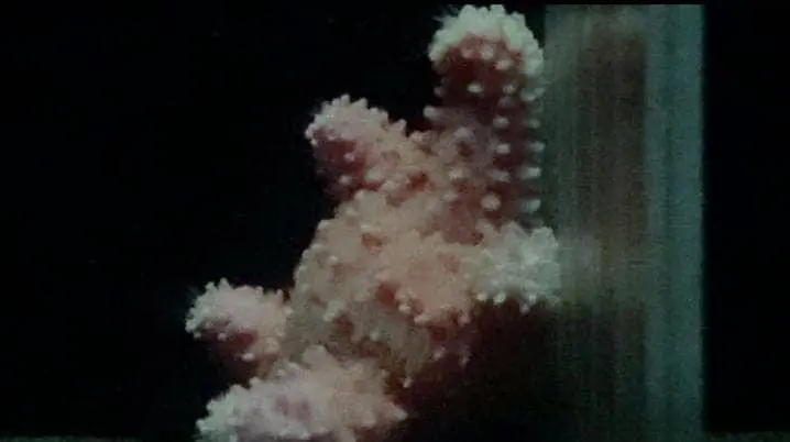 Spiny Sea Star