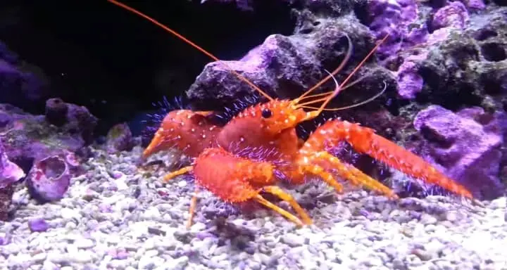 Reef Lobsters