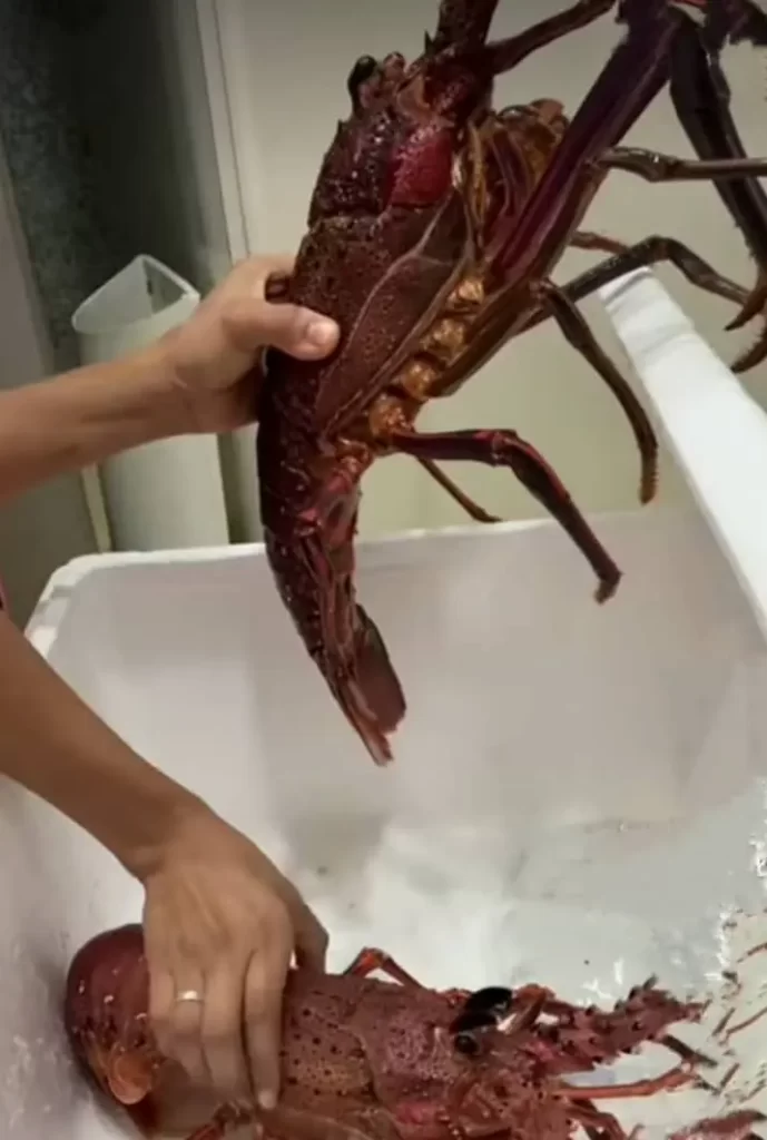 Southern Rock Lobster