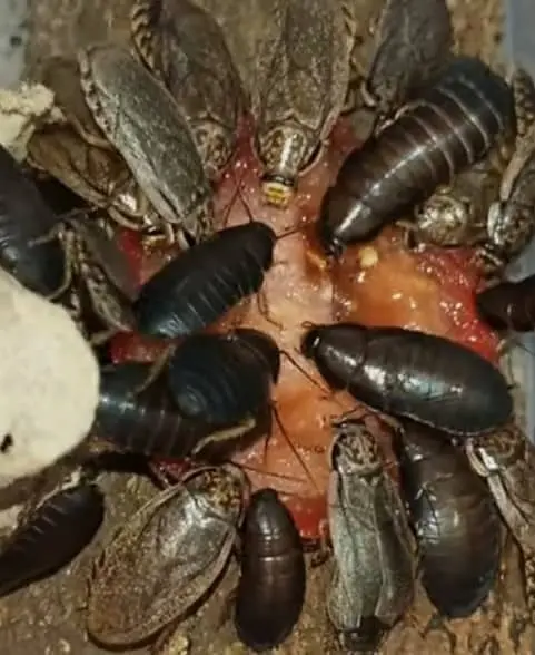 Speckled Cockroach