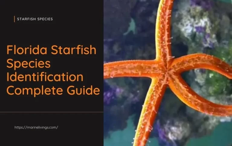 Florida Starfish Species Identification