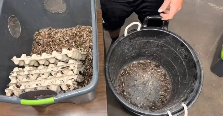 Pots for Lobster Roaches