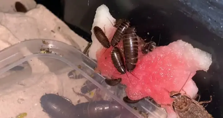 Lobster Roaches food