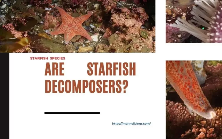 Are Starfish Decomposers?