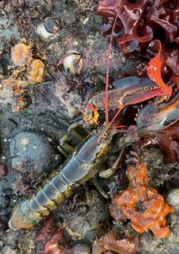 What Type of Lobster Is the Best? 