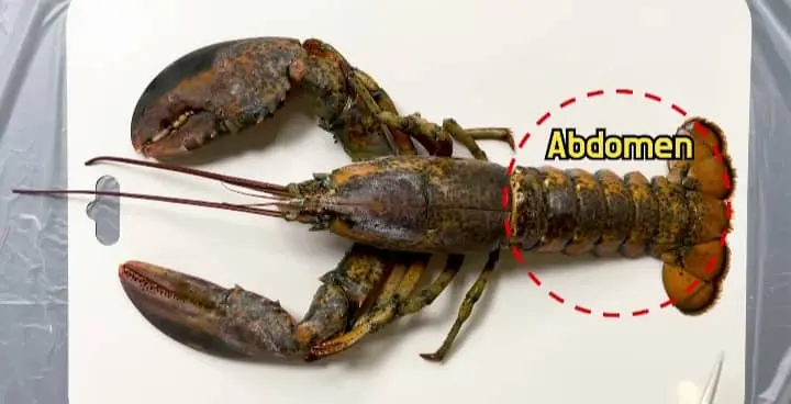 lobster abdomen