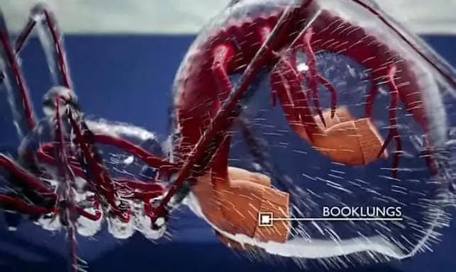Arachnids book lungs