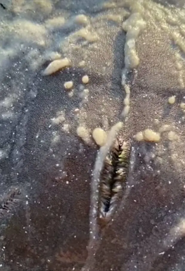 Are sand dollars endangered?