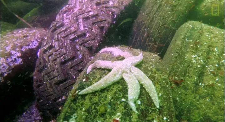 A starfish is lying on a black rubber tyre in deep water.