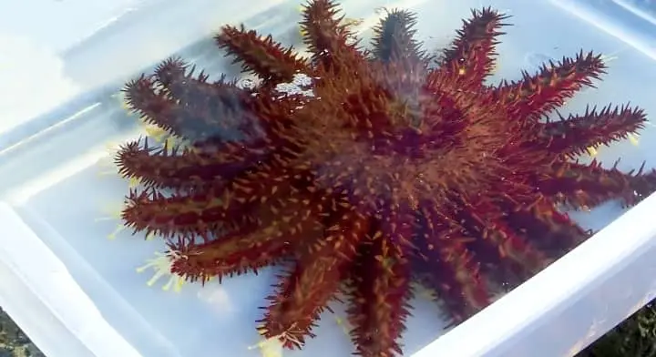 Are starfish poisonous