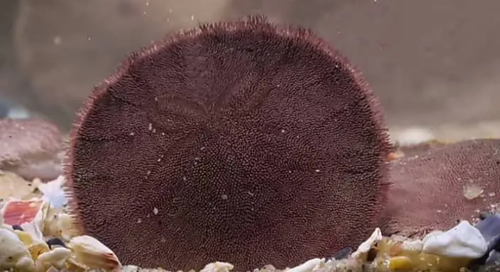 sand dollar alive