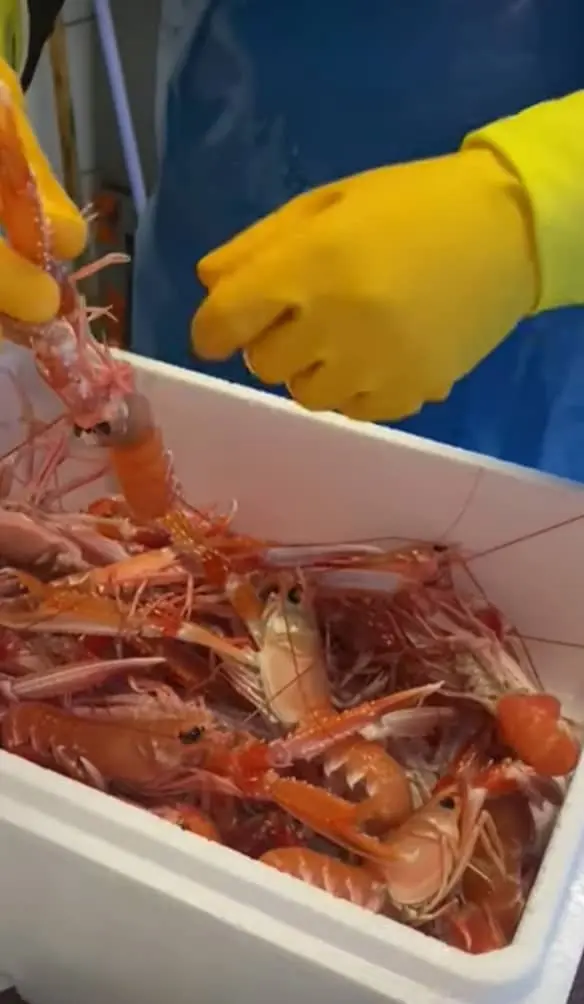Langoustines
