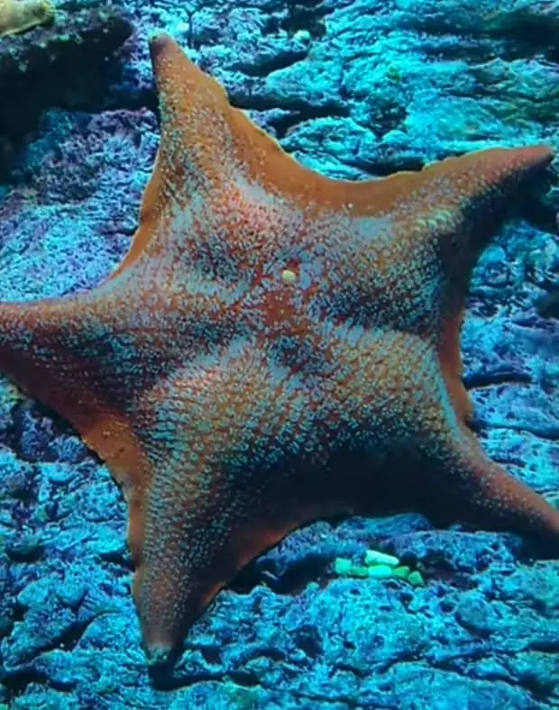 Bat Star (Patiria miniata)