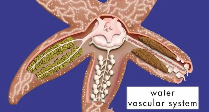 Biological Description of Starfish Respiratory System