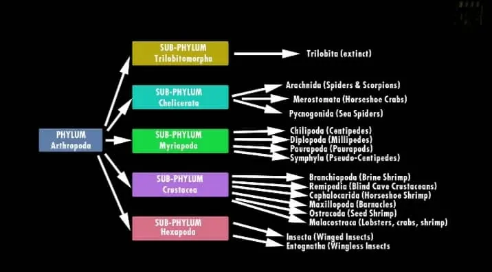 Arachnid classification