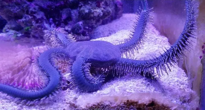 Brittle Star Classification(Do they breathe like sea star)?