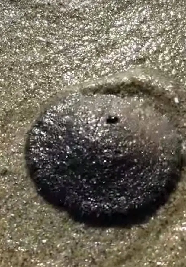How Do Sand Dollars Defend Themselves? 
