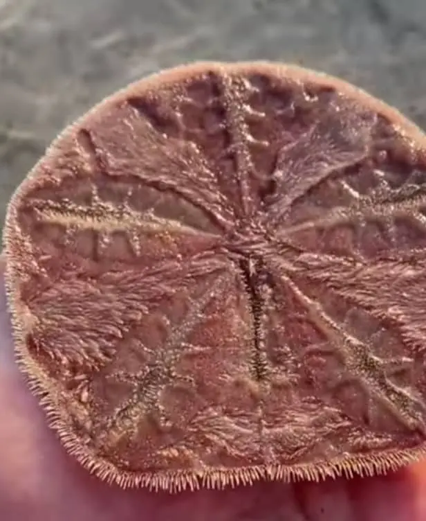 Can you eat sand dollars raw?