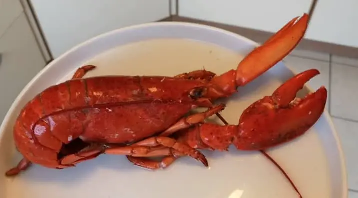 Canadian Lobsters
