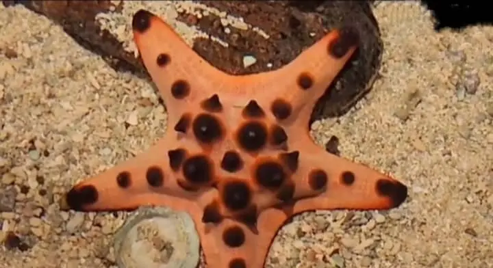 Chocolate Chip Starfish Food
