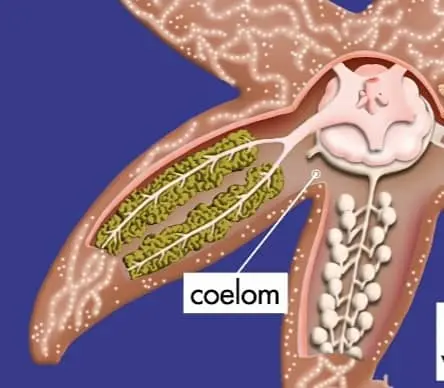 Coelom of a Starfish
