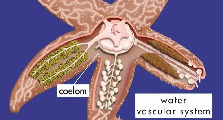 water vascular system and coe;pm of starfish