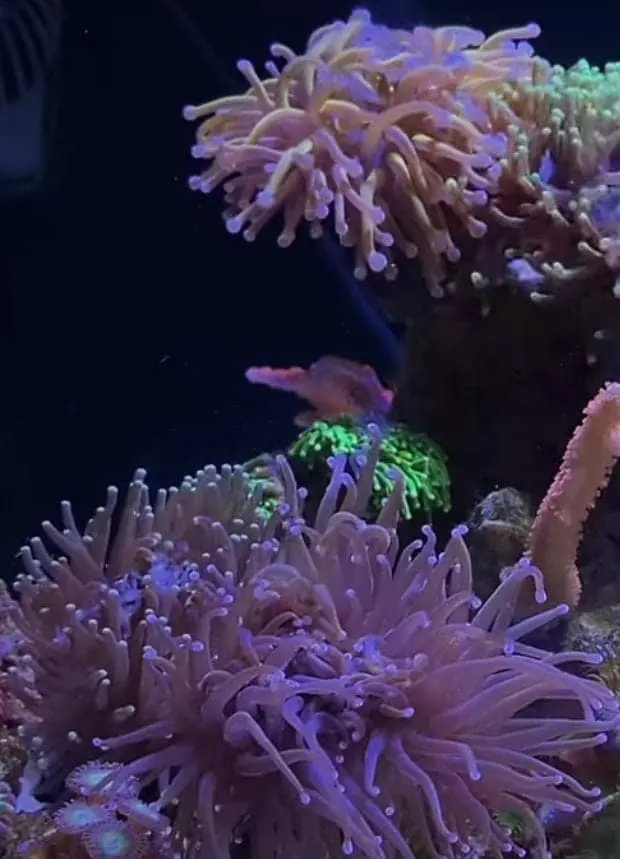 Corals in ocean