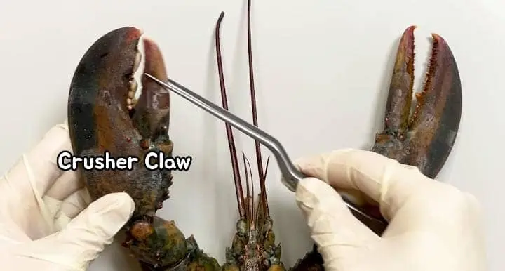 lobster crusher claw