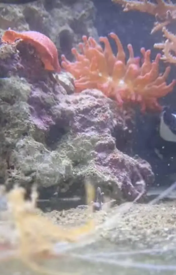 An amount Detritus along with pink coral in ocean