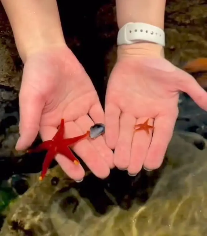DO STARFISH BITE?
