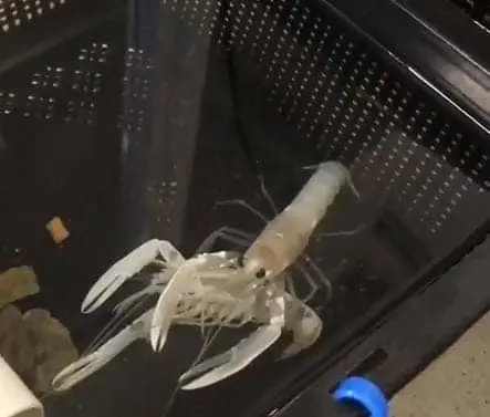 A gray molted lobster lying in a pot its shell full of calcium