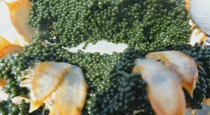 Thousand of dark green color eggs of a lobster lying in their joints.