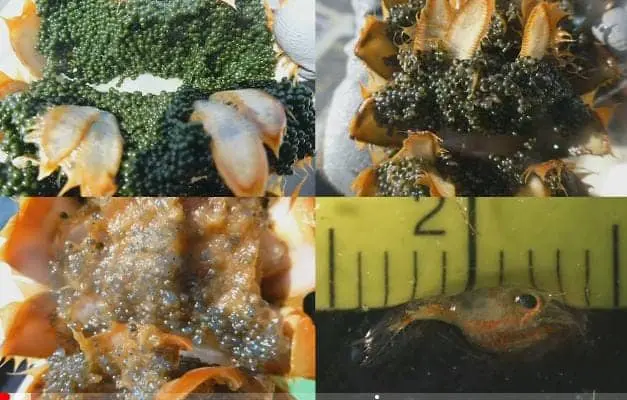 Egg stage of a pregnant lobster