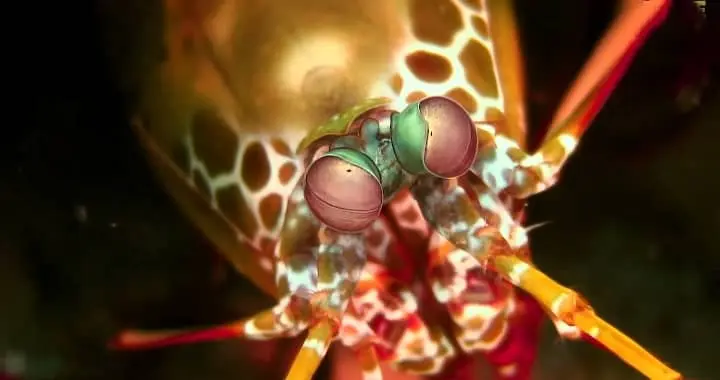 lobster eye